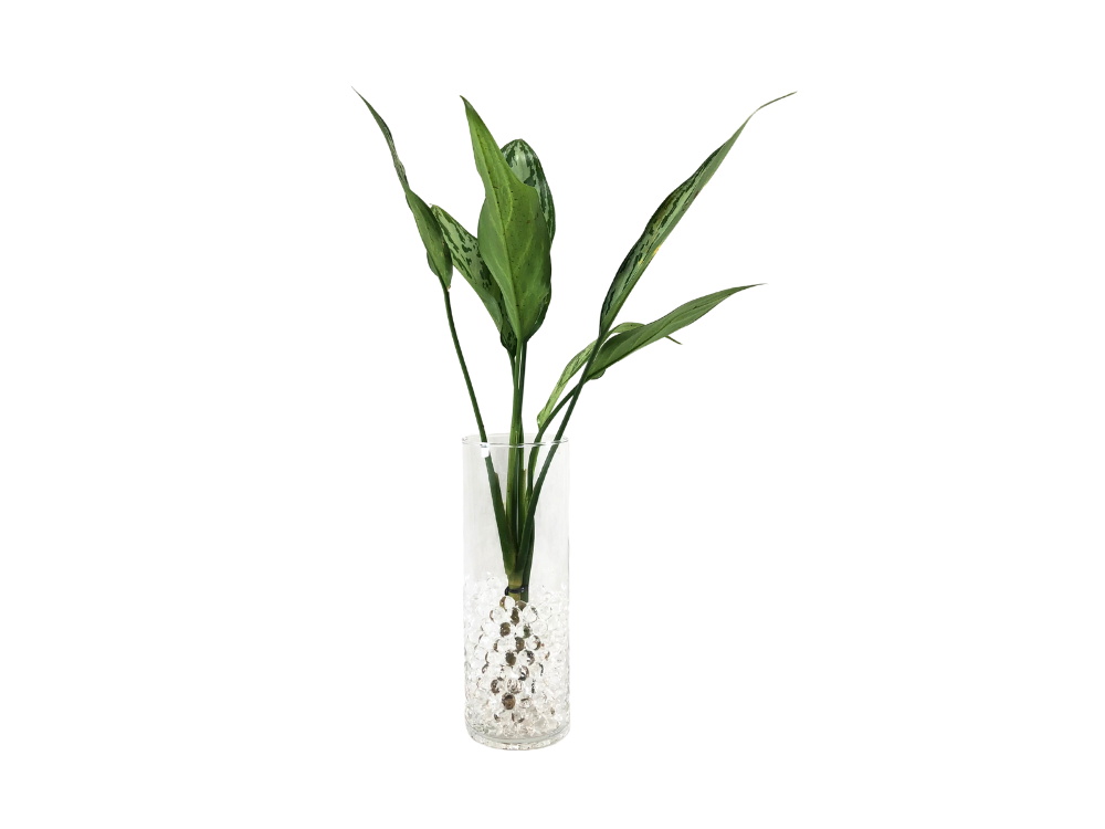 Kit Tropical - Aglaonema